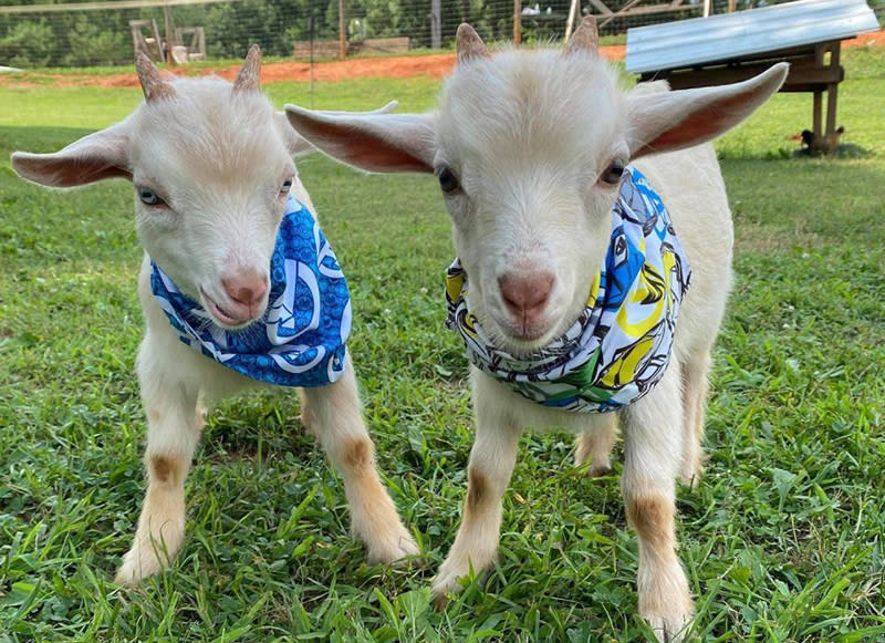 Baby Goats at Spring Haven