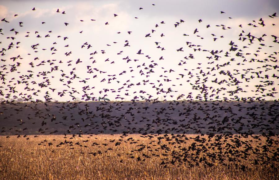 birds roanoke island winter fall