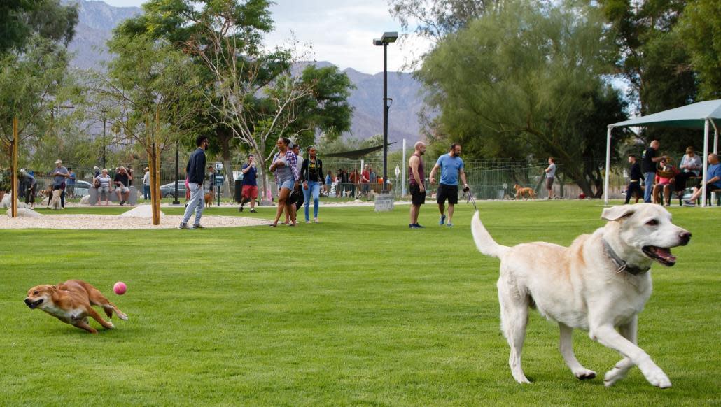 palm springs dog park