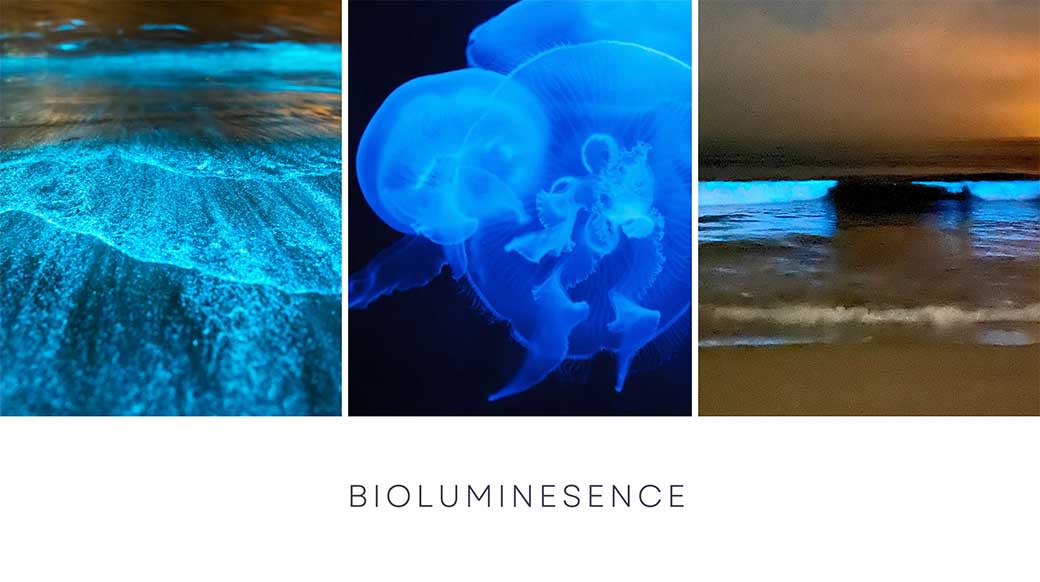 Bioluminescence in Pismo Beach