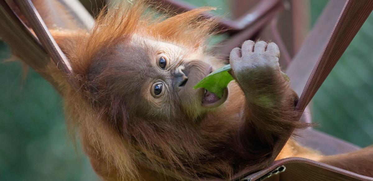 Young orangutan at Monkey World Primate Rescue Centre