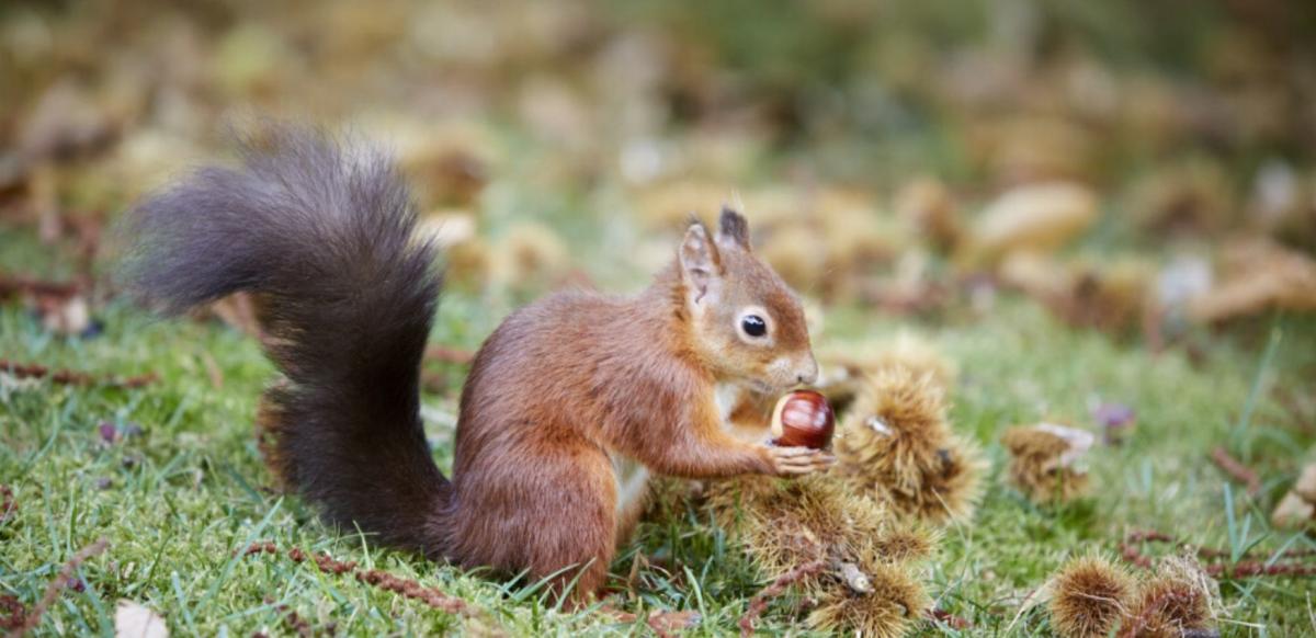 Red squirrel with a sweet chestnut on Brownsea Island in Dorset