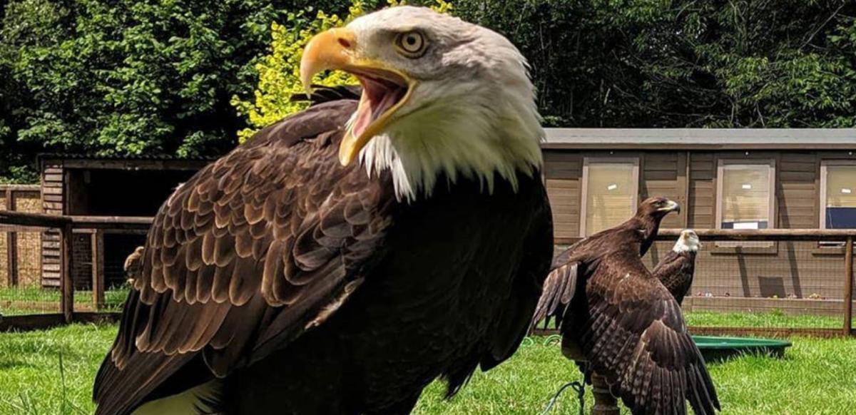 Eagles on display at Dorset Falconry Park
