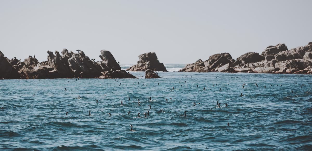 Nature watching and birding tours on Scilly