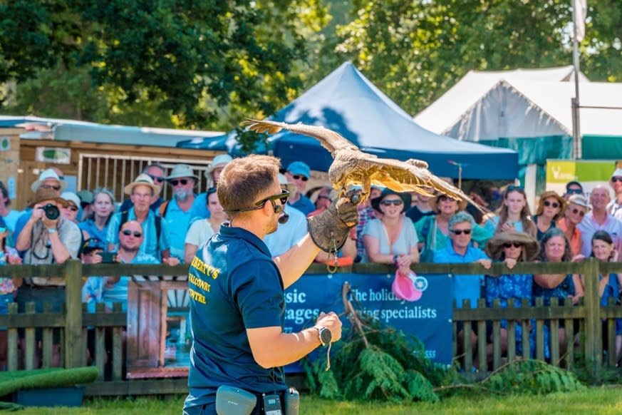 New Forest Show - Bird of Prey smaller