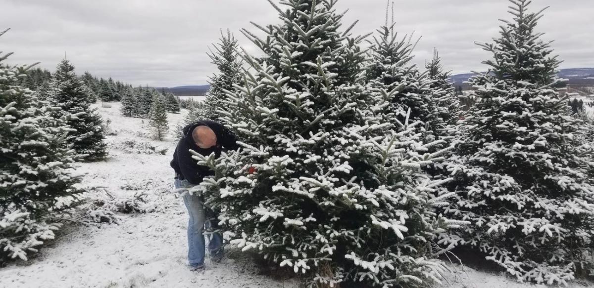 Dreamland Christmas Tree Farm