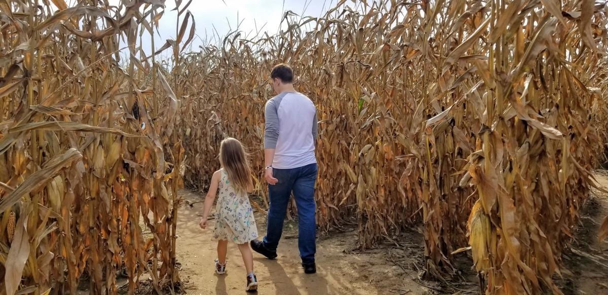 corn maze