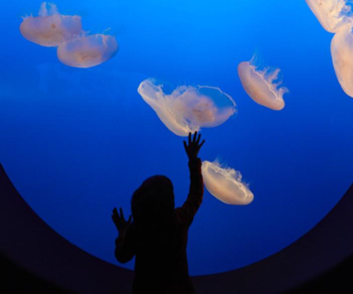 Monterey Bay Aquarium