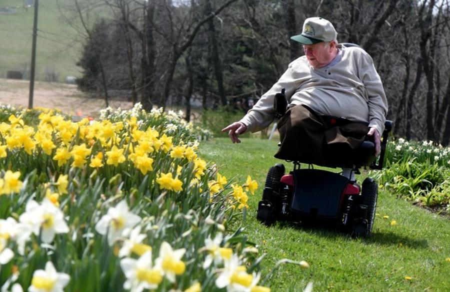 Joe Hamm's Daffodil Hortus