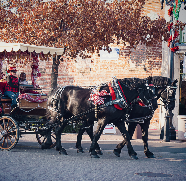 individuals riding Christmas decorated horse carriage