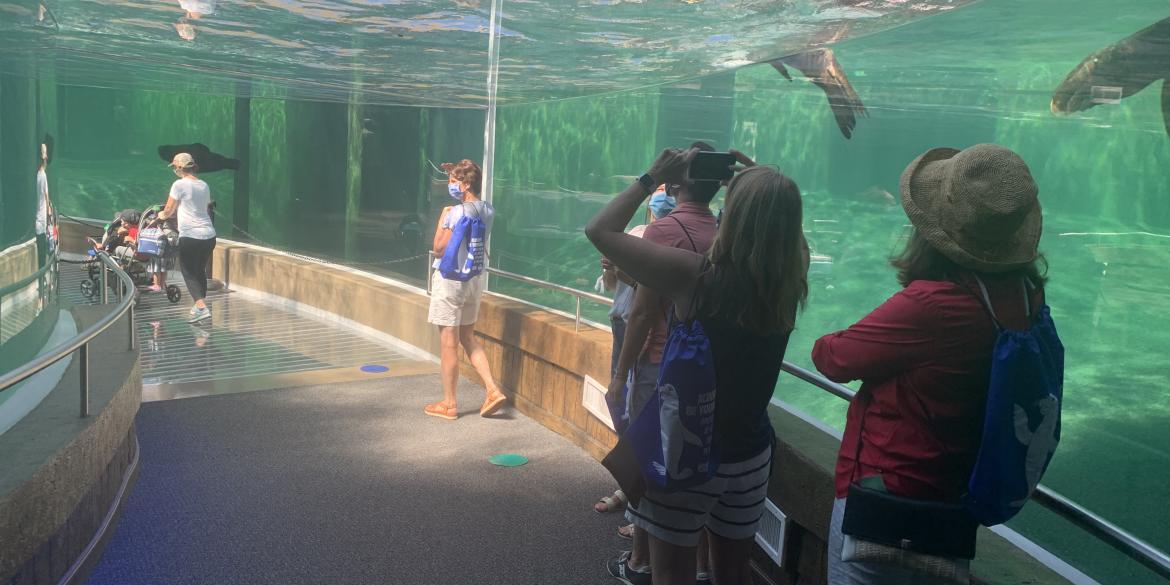 Underwater sea lion viewing tunnel at Adventure Cove