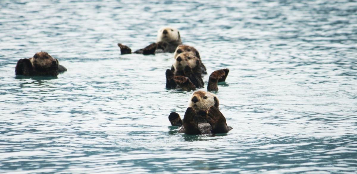 A group of sea otters