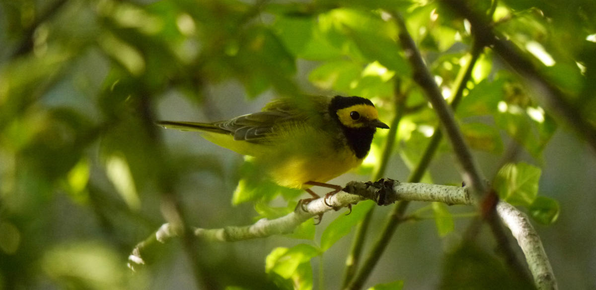 A hooded warbler sits on a tree limb at the preserve, New Mexico Magazine