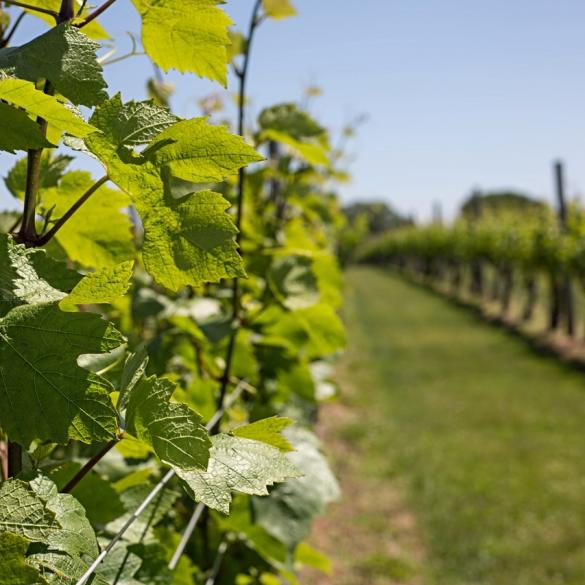 Wineries in riverhead ny cheap