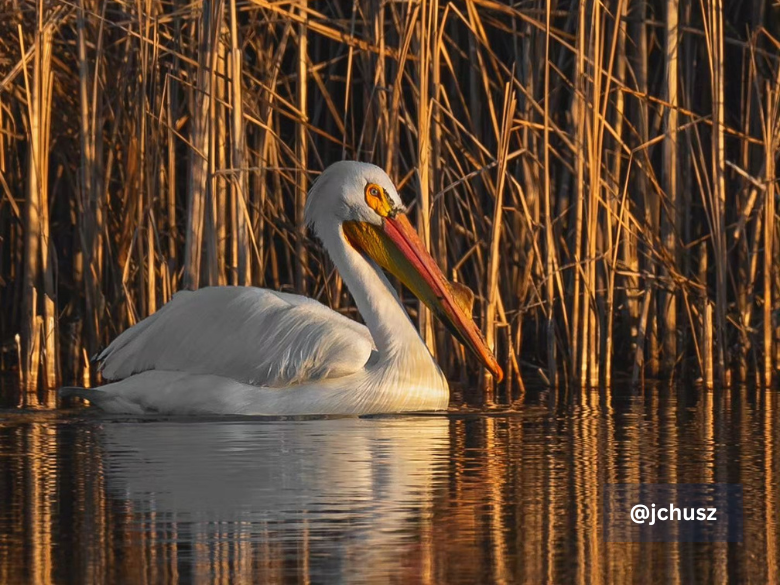 Pelican swimming at Golden Pond Nature Area