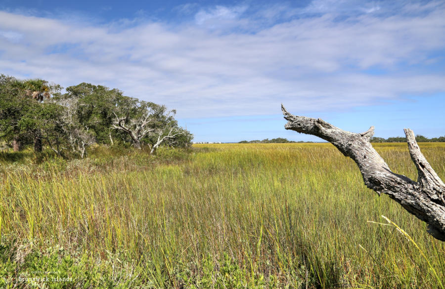 Marsh on Bald Head Island