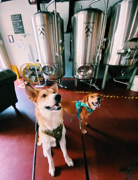 Dogs at Hutton and Smith Brewery