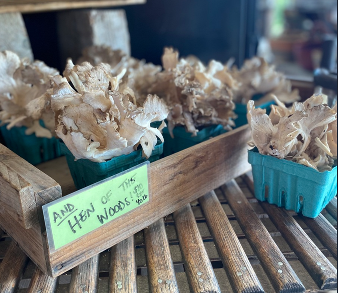 Learn to forage your own mushrooms at the Shelburne Farms