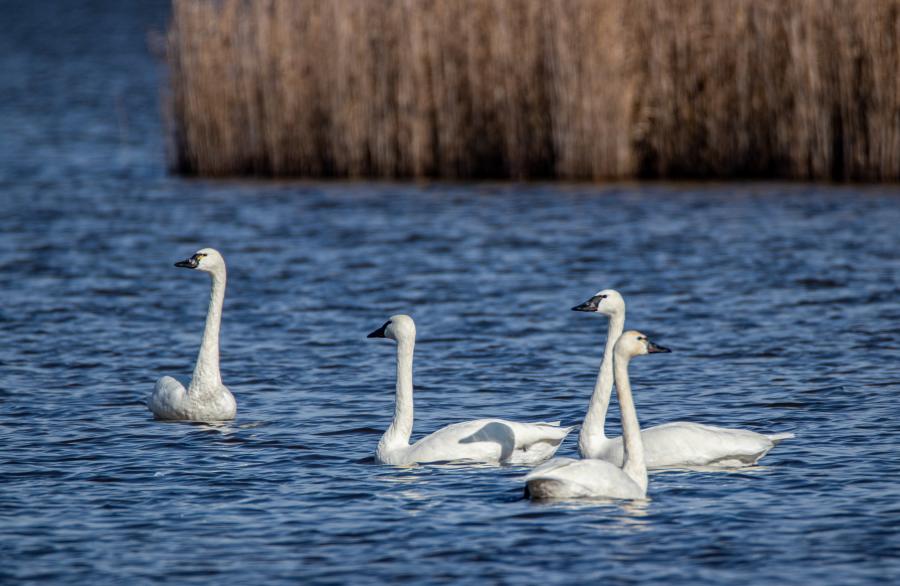 tundra swan birding wildlife refuge