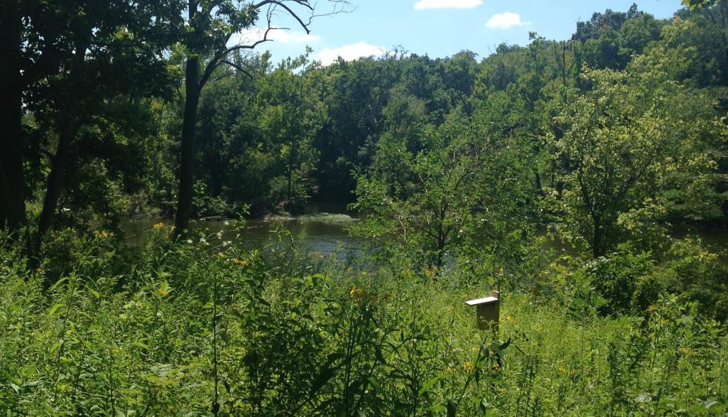 Kiwanis Riverway Wildflowers