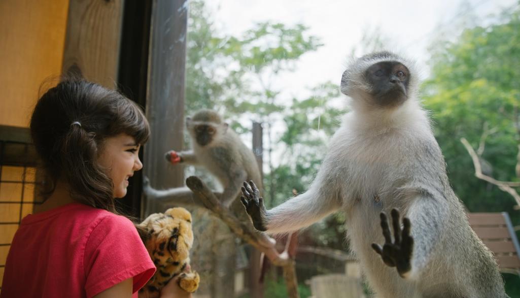 Primate Exhibit - Columbus Zoo