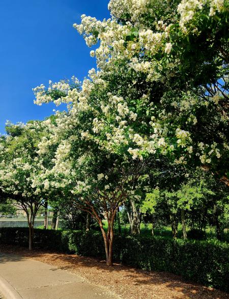 White crape myrtle trees 2023
