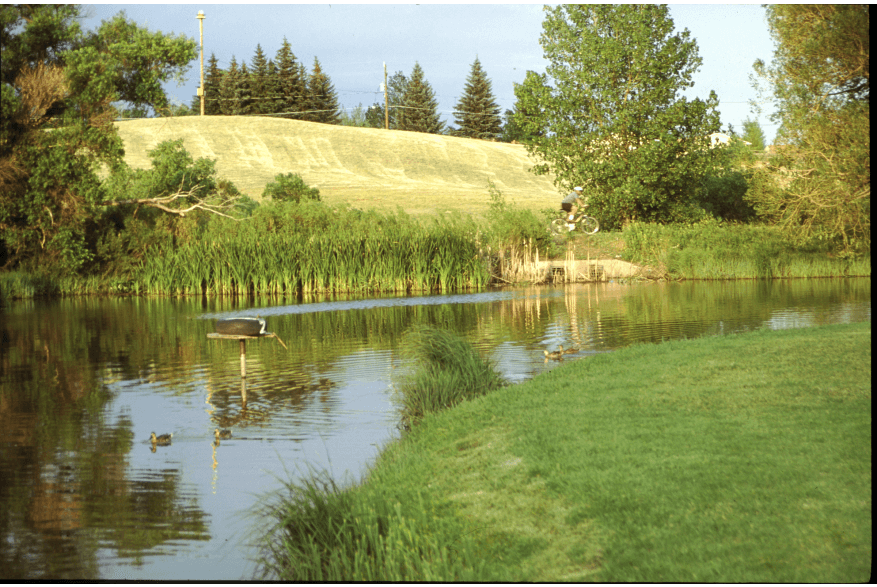 A photo of the Greater Cheyenne Greenway, a paved trail that winds through the city of Cheyenne, Wyoming. The trail is lined with trees and shrubs, and it provides habitat for a variety of bird species.
