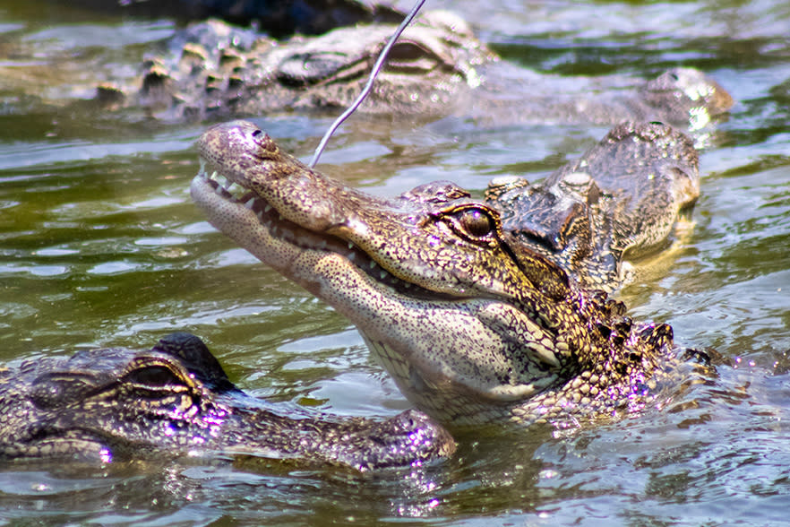 Sandy Oak Ranch Crocodile Feeding