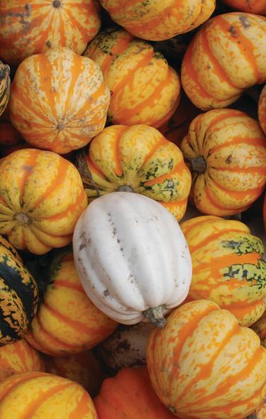 6 Farms For Fall Fun In Madison Wi Destination Madison