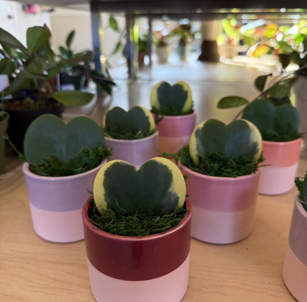 Buzzed Valentine's Plants