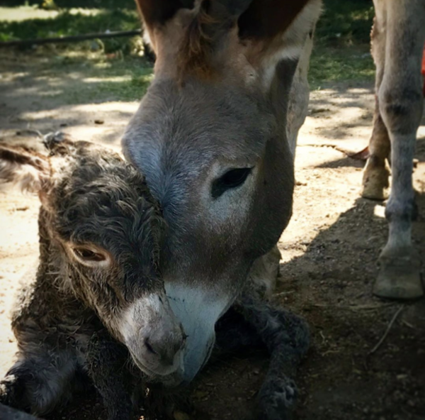 Baby Donkey