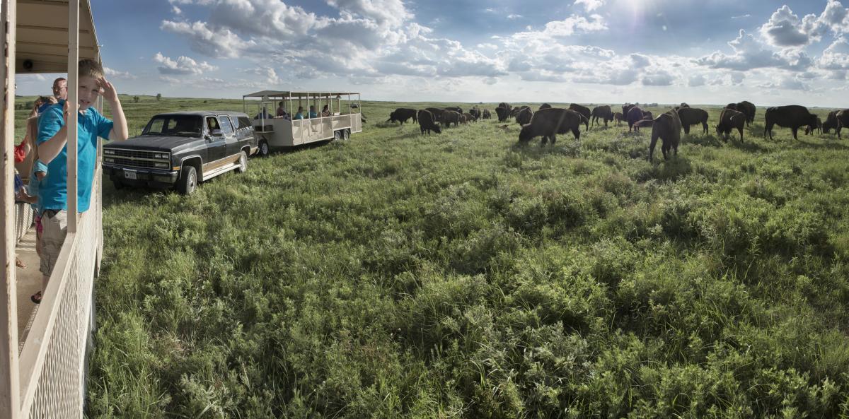 Buffalo Herd at Maxwell Wildlife Refuge