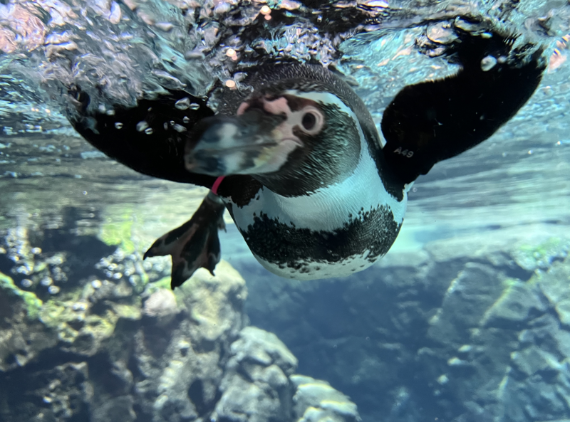 Galápagos Islands - Houston Zoo