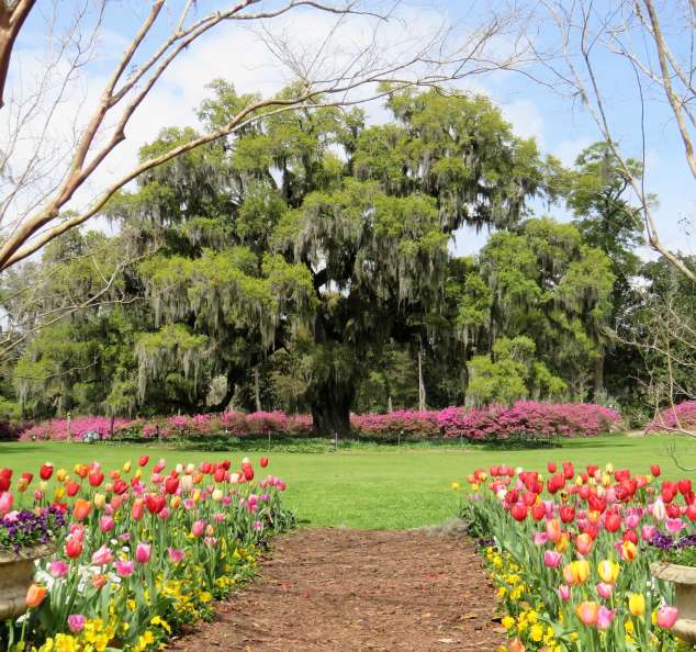 Airlie Oak and Tulips in Spring