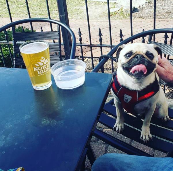 A pug sitting in a chair on the patio at North High Brewing