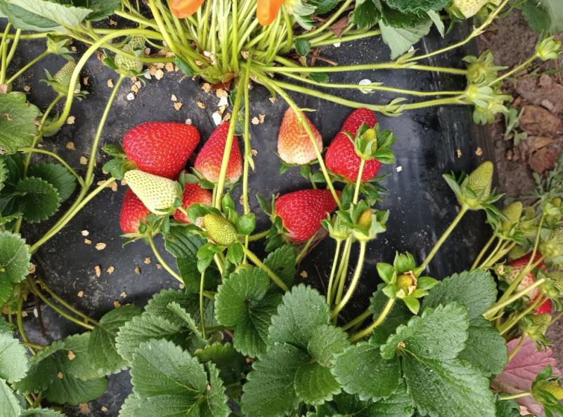 Hoang Le's Strawberries