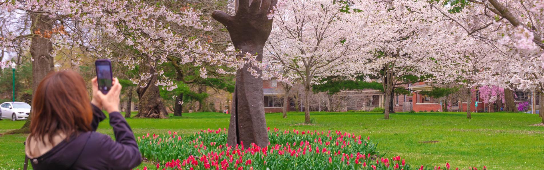Woman takes photo of statue among cherry blossom trees in bloom.