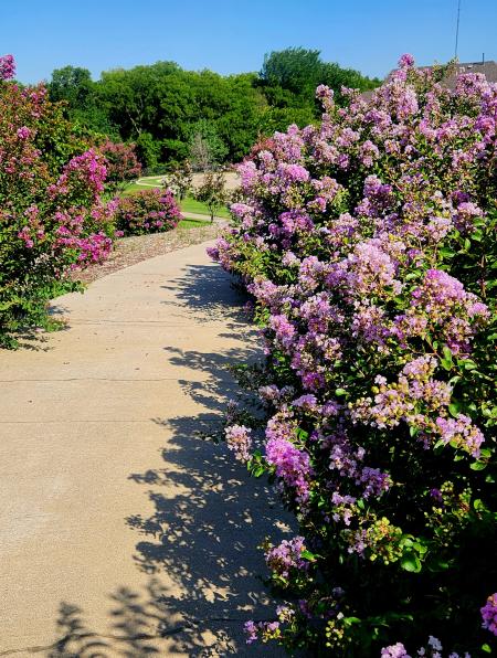 Pink and red crape myrtles