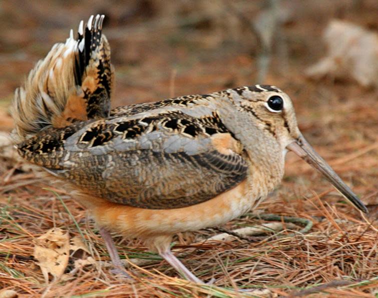 American woodcock