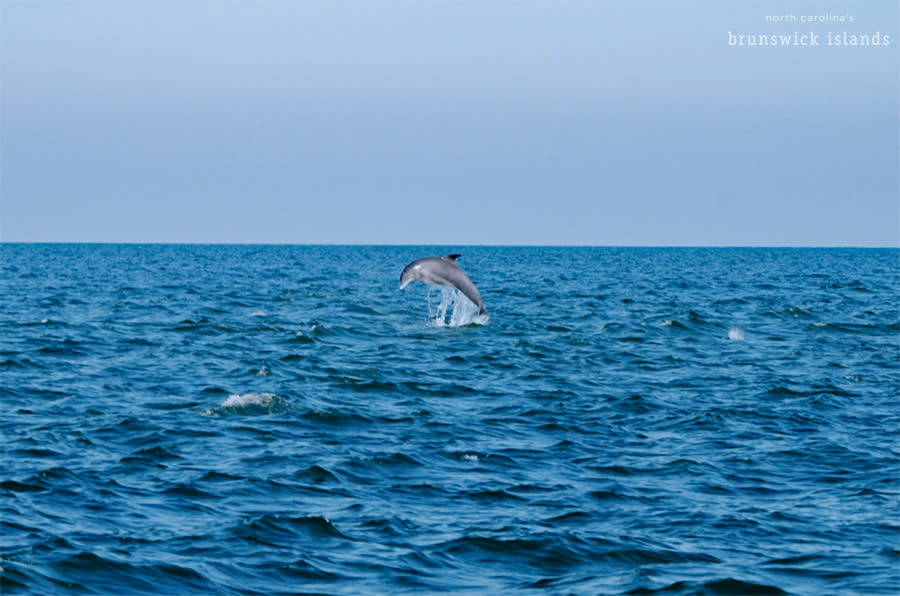 Dolphin swimming in the ocean.