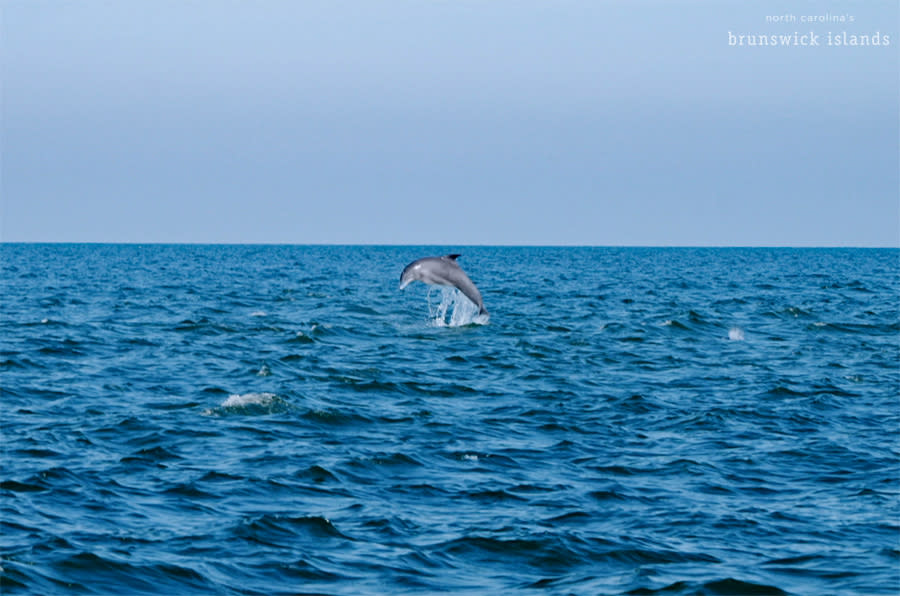 north carolina dolphin tours