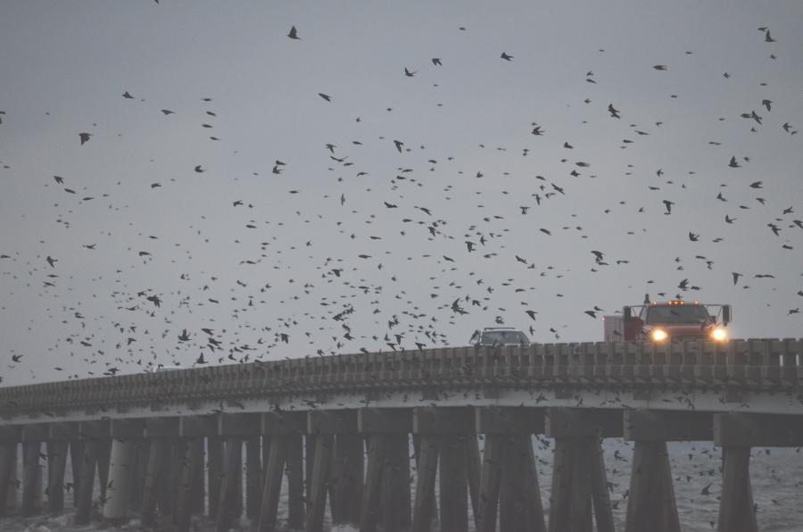 purple martin