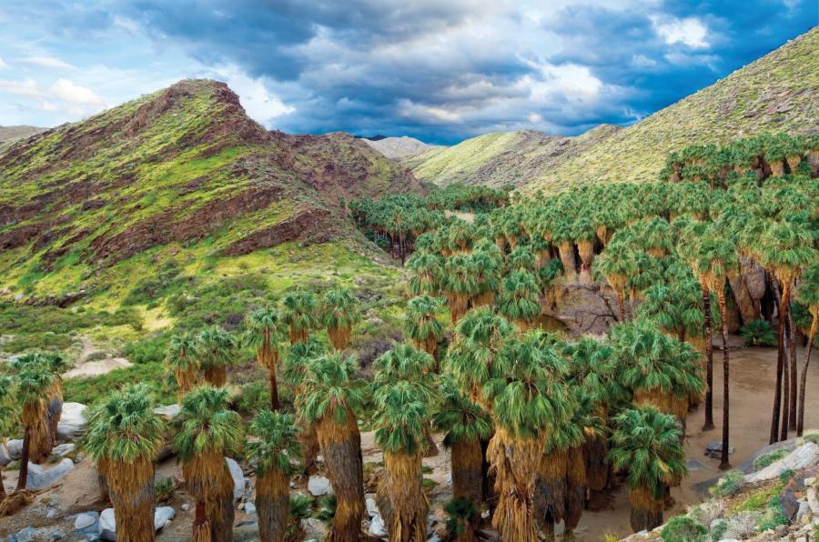palm canyon fan palm grove