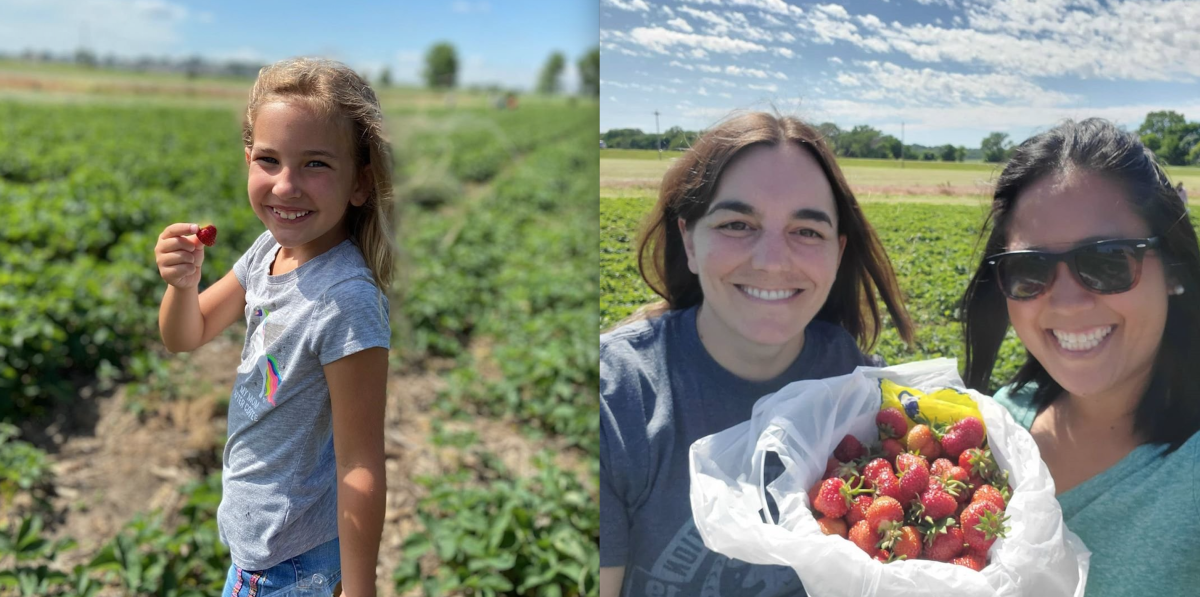 strawberry picking