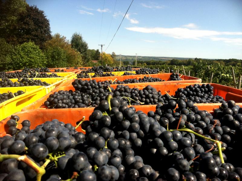 Harvest Grapes