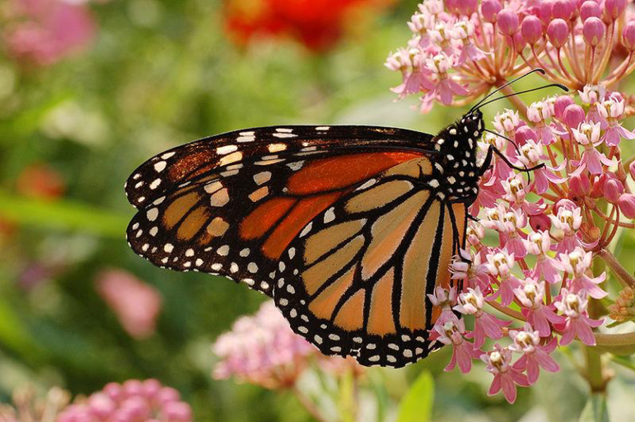 ABQ Butterflies 5