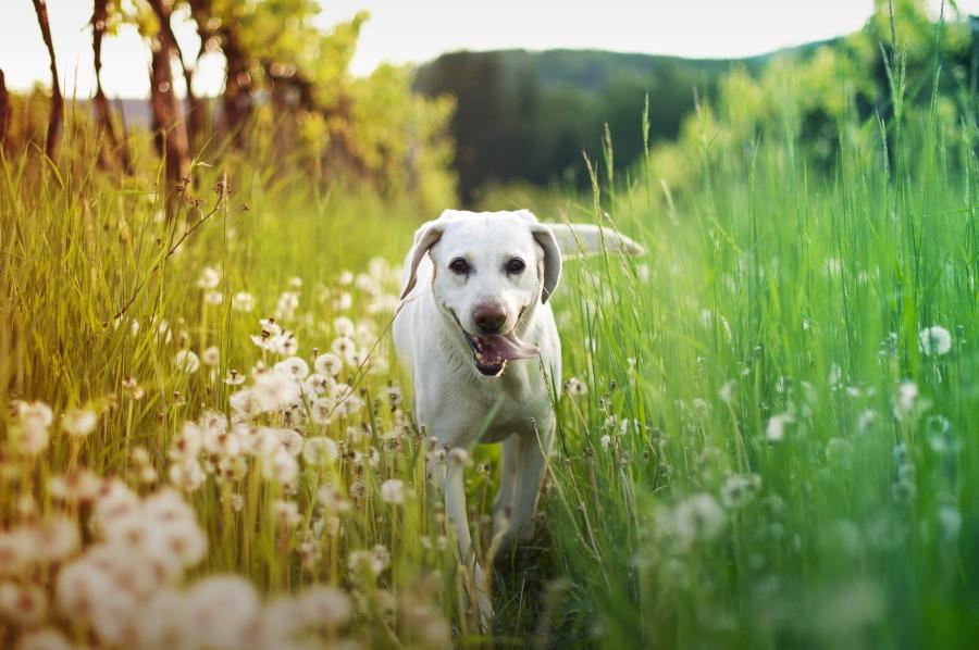 happy dog in a vineyard