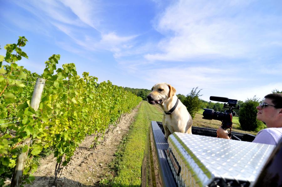 Vineyard Dog