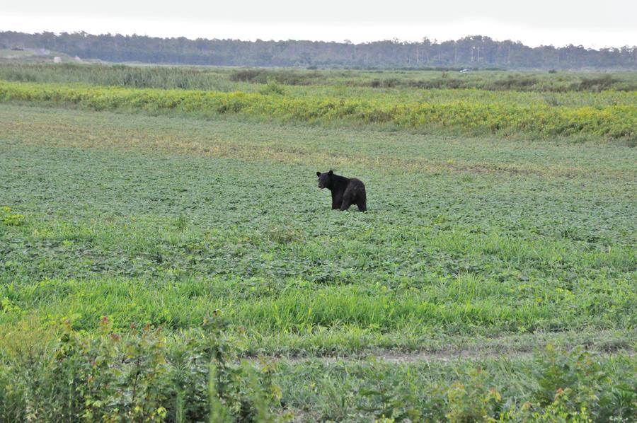 A bear standing in an open field at alligator river wildlife refuge
