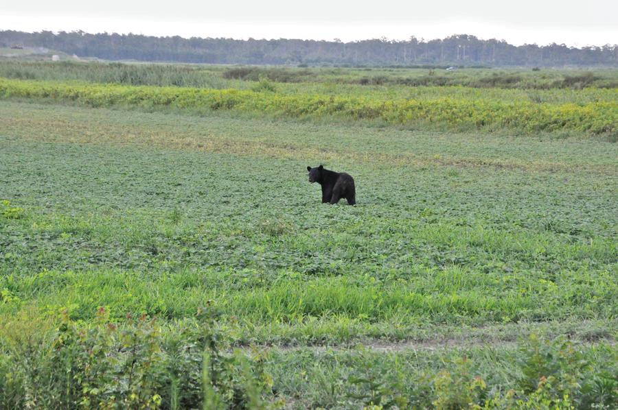 bear at alligator river wildlife refuge